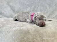 Kinzleigh - AKC, a female Weimaraner for sale in Bois D Arc, MO – 1 of 10
