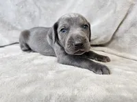 Kida - AKC, a male Weimaraner for sale in Bois D Arc, MO – 6 of 10