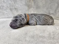 Kida - AKC, a male Weimaraner for sale in Bois D Arc, MO – Photo 9 of 10
