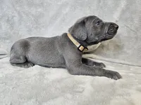 Kida - AKC, a male Weimaraner for sale in Bois D Arc, MO – 10 of 10