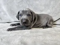 Kida - AKC, a male Weimaraner for sale in Bois D Arc, MO – 7 of 10