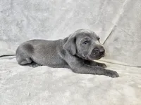 Kida - AKC, a male Weimaraner for sale in Bois D Arc, MO – 8 of 10