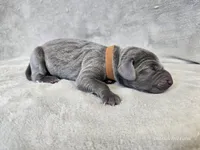 Kida - AKC, a male Weimaraner for sale in Bois D Arc, MO – Photo 8 of 10