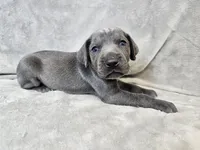 Kida - AKC, a male Weimaraner for sale in Bois D Arc, MO – 9 of 10