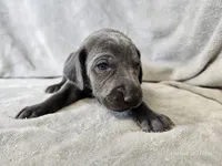 Kida - AKC, a male Weimaraner for sale in Bois D Arc, MO – 2 of 10