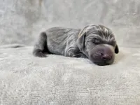 Kida - AKC, a male Weimaraner for sale in Bois D Arc, MO – Photo 4 of 10