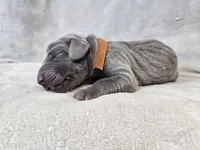 Kida - AKC, a male Weimaraner for sale in Bois D Arc, MO – Photo 6 of 10