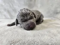 Kida - AKC, a male Weimaraner for sale in Bois D Arc, MO – Photo 7 of 10