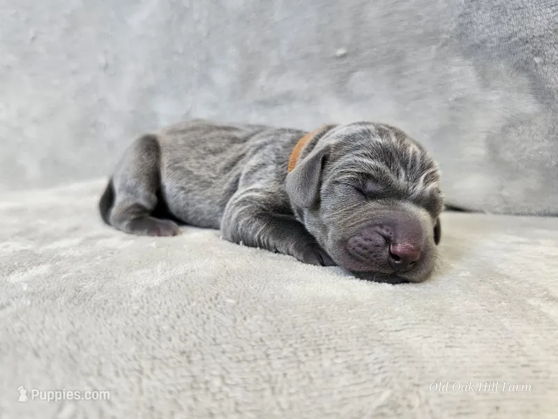 Kida - AKC – Weimaraner puppy for sale in Bois D Arc, MO