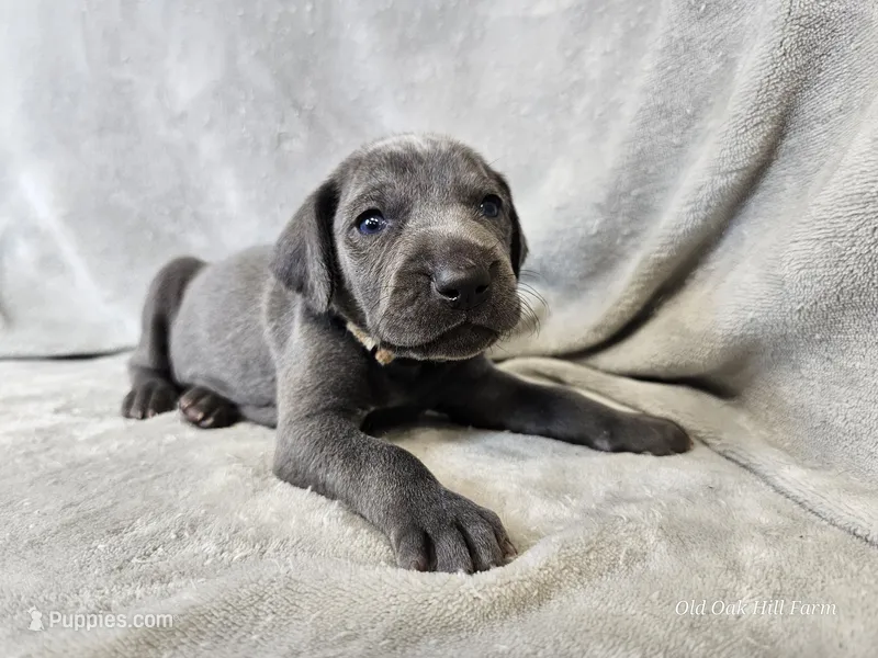Kida - AKC – Weimaraner puppy for sale in Bois D Arc, MO