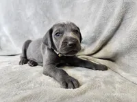 Kida - AKC, a male Weimaraner for sale in Bois D Arc, MO – 1 of 10