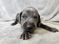 Kida - AKC, a male Weimaraner for sale in Bois D Arc, MO – 3 of 10