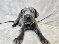 Kida - AKC, a male Weimaraner for sale in Bois D Arc, MO – 4 of 10