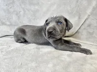 Kida - AKC, a male Weimaraner for sale in Bois D Arc, MO – 5 of 10