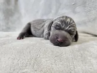 Kida - AKC, a male Weimaraner for sale in Bois D Arc, MO – Photo 3 of 10