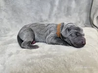 Kida - AKC, a male Weimaraner for sale in Bois D Arc, MO – Photo 10 of 10