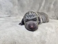 Kida - AKC, a male Weimaraner for sale in Bois D Arc, MO – Photo 5 of 10