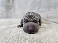 Kida - AKC, a male Weimaraner for sale in Bois D Arc, MO – Photo 2 of 10