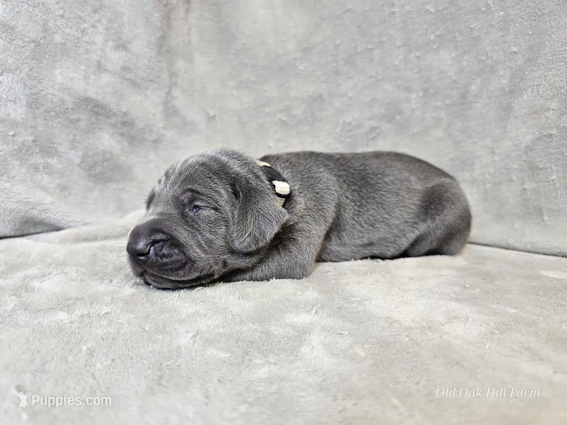 Kida - AKC – Weimaraner puppy for sale in Bois D Arc, MO
