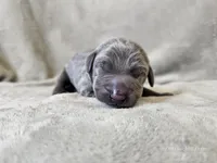 Monty - AKC, a male Weimaraner for sale in Bois D Arc, MO – 6 of 10