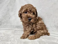Adelaide - Full AKC, a female Poodle - Miniature  for sale in Bois D Arc, MO – 10 of 10