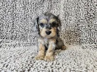 Merlin- blue merle phantom , a male Cavapoo for sale in Bois D Arc, MO – 9 of 10