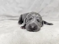 Skye - AKC, a female Weimaraner for sale in Bois D Arc, MO – 4 of 10