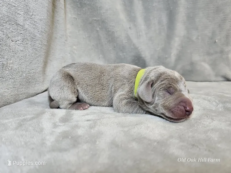 Glitch - AKC, a male Weimaraner for sale in Bois D Arc, MO – Photo 1 of 10