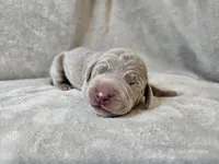 Glitch - AKC, a male Weimaraner for sale in Bois D Arc, MO – Photo 8 of 10