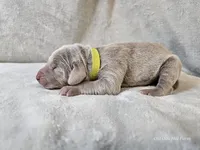 Glitch - AKC, a male Weimaraner for sale in Bois D Arc, MO – Photo 9 of 10