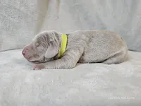 Glitch - AKC, a male Weimaraner for sale in Bois D Arc, MO – Photo 3 of 10