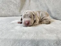 Glitch - AKC, a male Weimaraner for sale in Bois D Arc, MO – Photo 6 of 10
