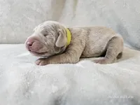 Glitch - AKC, a male Weimaraner for sale in Bois D Arc, MO – Photo 5 of 10