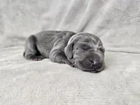 Skye - AKC, a female Weimaraner for sale in Bois D Arc, MO – 6 of 10