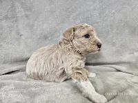 Mochi, a male Poochon for sale in Bois D Arc, MO – 4 of 10