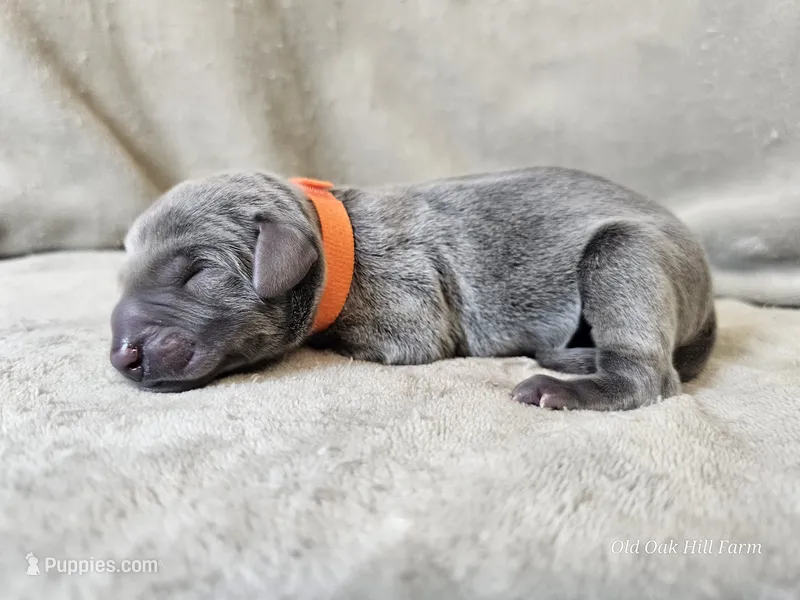 Monty - AKC – Weimaraner puppy for sale in Bois D Arc, MO