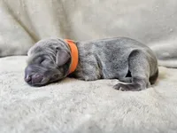 Monty - AKC, a male Weimaraner for sale in Bois D Arc, MO – 1 of 10