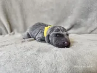 Macy - AKC, a female Weimaraner for sale in Bois D Arc, MO – 3 of 10