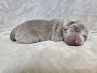 Izzy - AKC, a female Weimaraner for sale in Bois D Arc, MO – Photo 6 of 10