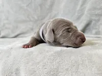 Izzy - AKC, a female Weimaraner for sale in Bois D Arc, MO – Photo 4 of 10