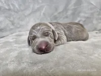 Izzy - AKC, a female Weimaraner for sale in Bois D Arc, MO – Photo 9 of 10