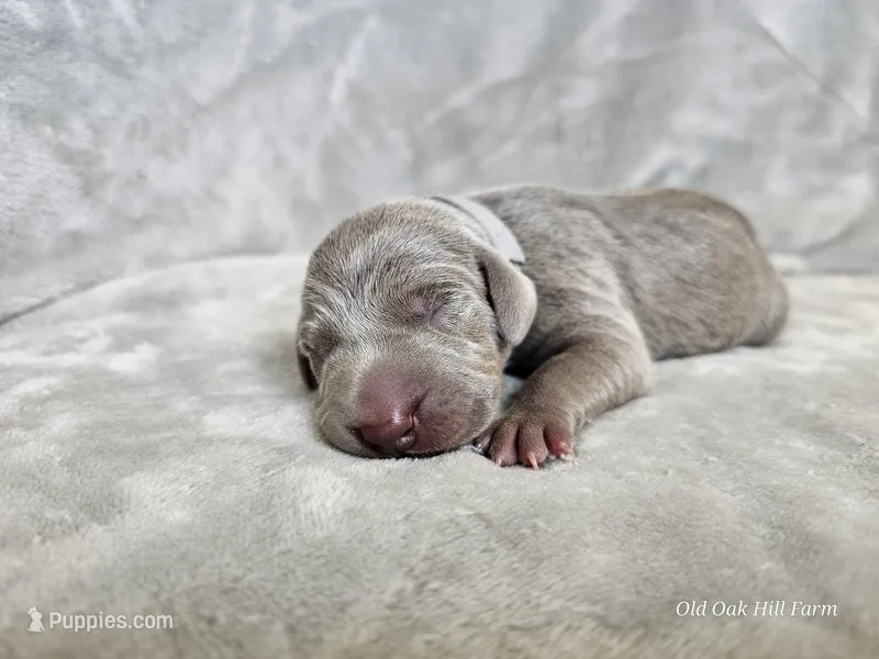 Izzy - AKC – Weimaraner puppy for sale in Bois D Arc, MO