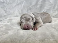 Izzy - AKC, a female Weimaraner for sale in Bois D Arc, MO – Photo 1 of 10