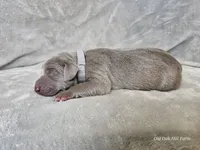 Izzy - AKC, a female Weimaraner for sale in Bois D Arc, MO – Photo 10 of 10
