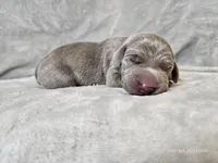 Izzy - AKC, a female Weimaraner for sale in Bois D Arc, MO – Photo 3 of 10