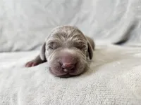 Izzy - AKC, a female Weimaraner for sale in Bois D Arc, MO – Photo 2 of 10