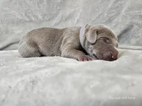 Izzy - AKC, a female Weimaraner for sale in Bois D Arc, MO – Photo 7 of 10