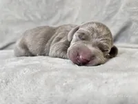 Izzy - AKC, a female Weimaraner for sale in Bois D Arc, MO – Photo 5 of 10