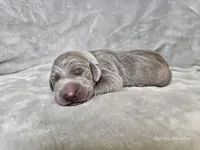 Izzy - AKC, a female Weimaraner for sale in Bois D Arc, MO – Photo 8 of 10