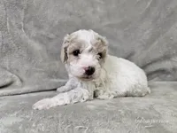 Yeti, a male Poochon for sale in Bois D Arc, MO – 10 of 10